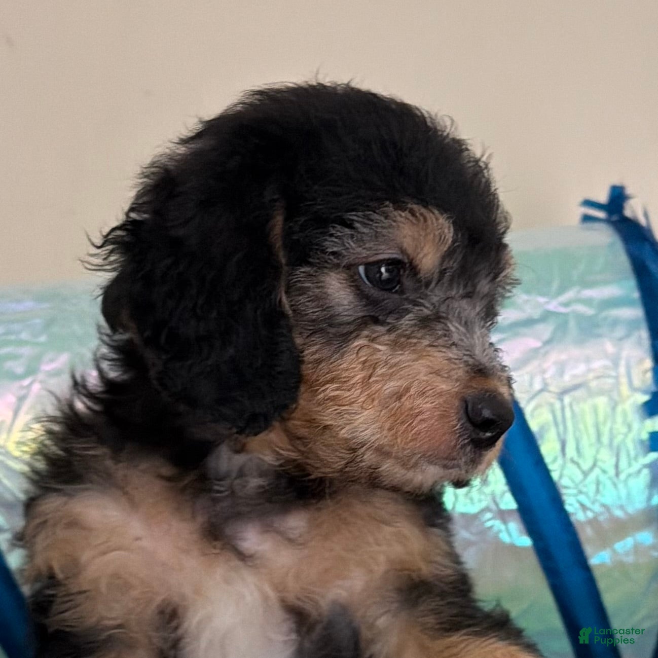 Mini Goldendoodle dogs BELLA - Ad 2