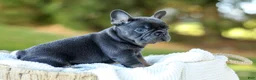 French Bulldog dogs for sale: Digger - Blue & Tan - Ad 5