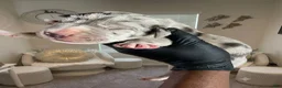 Great Dane dogs for sale: Rhythm and Soul’s Rhythm of Ella Mai - Ad 1