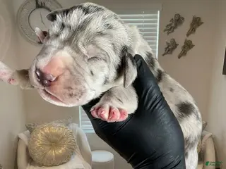 Great Dane dogs Rhythm and Soul’s Rhythm of Ella Mai - Ad 11