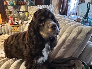 Cocker Spaniel dogs Cocker Spaniel Puppy 5 - Ad 10