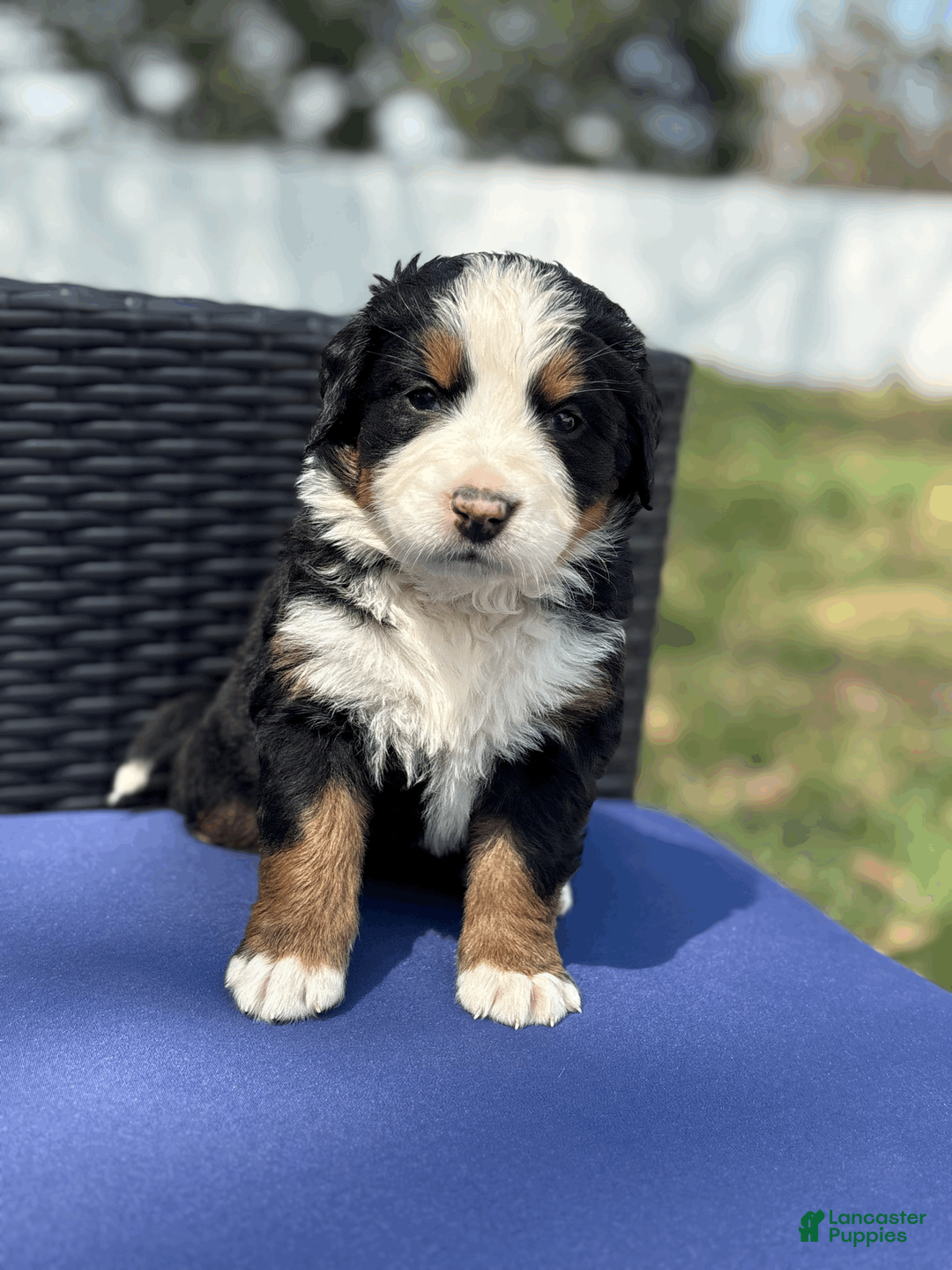 Bernese Mountain Dog dogs for sale: Baileys - Ad 2