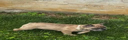 French Bulldog dogs for sale: Zeus  - Ad 3