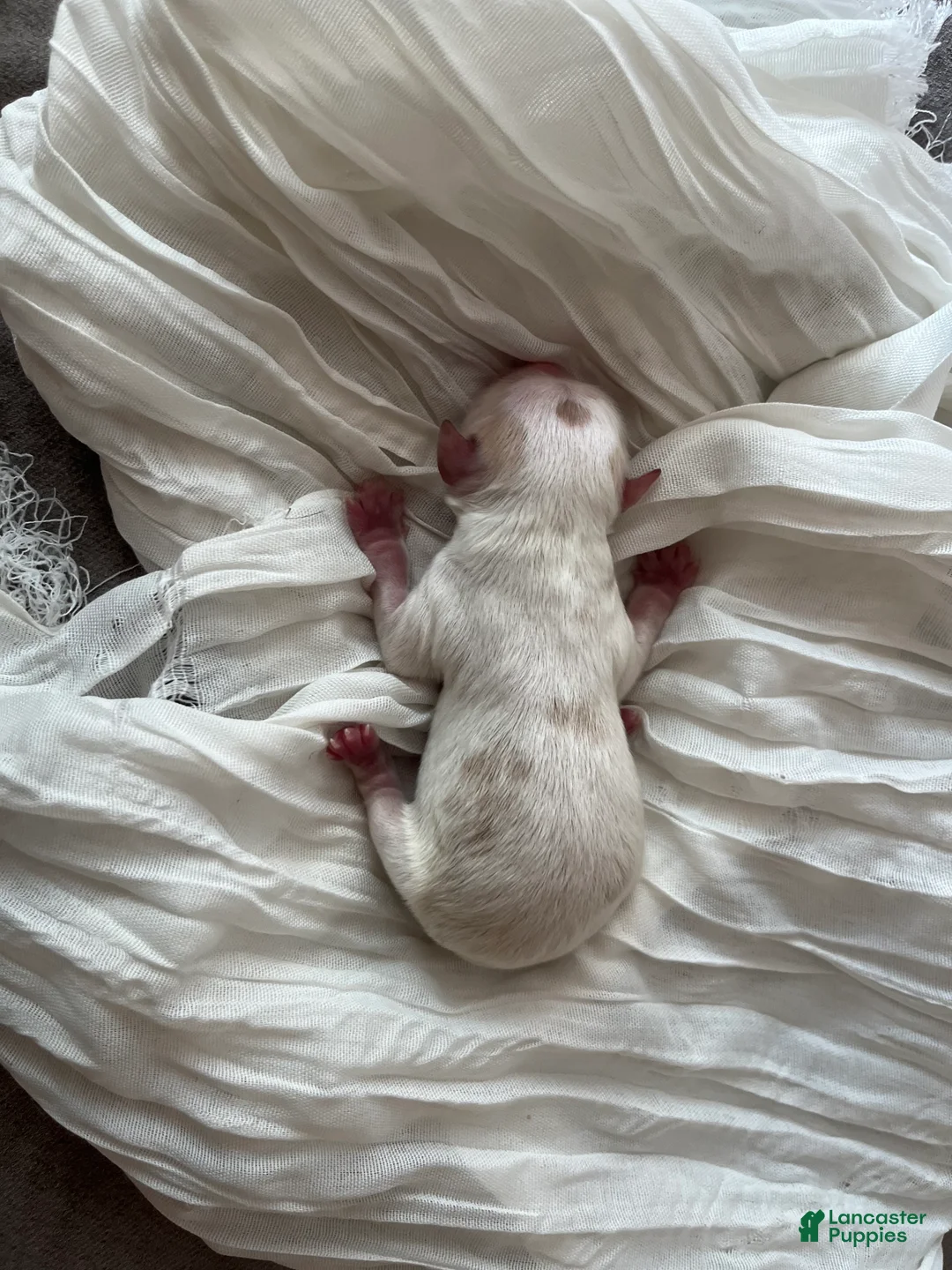 Cavapoo dogs for sale: Chestnut - Ad 2