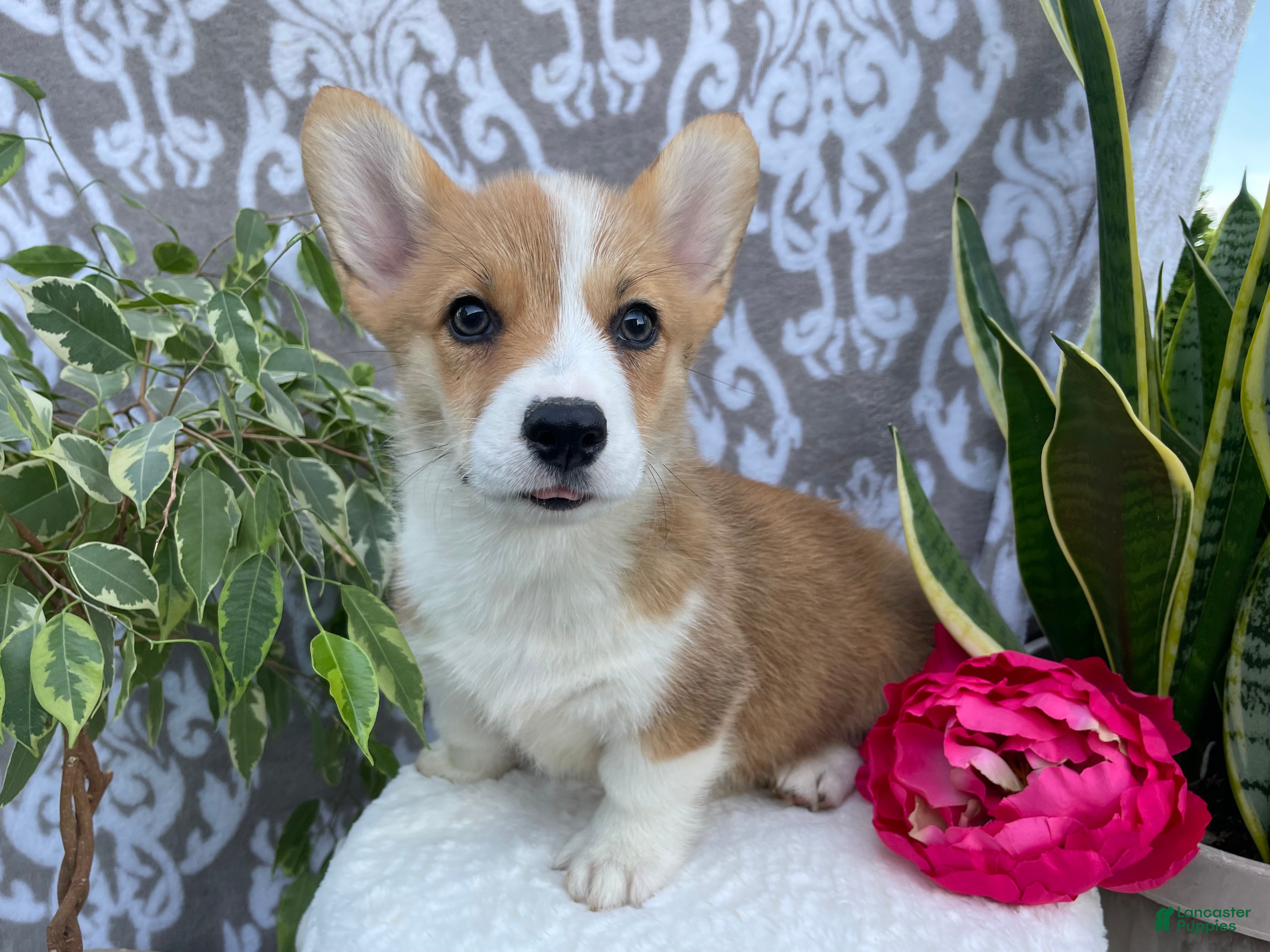 Welsh Corgi Pembroke dogs Skye - Ad 1