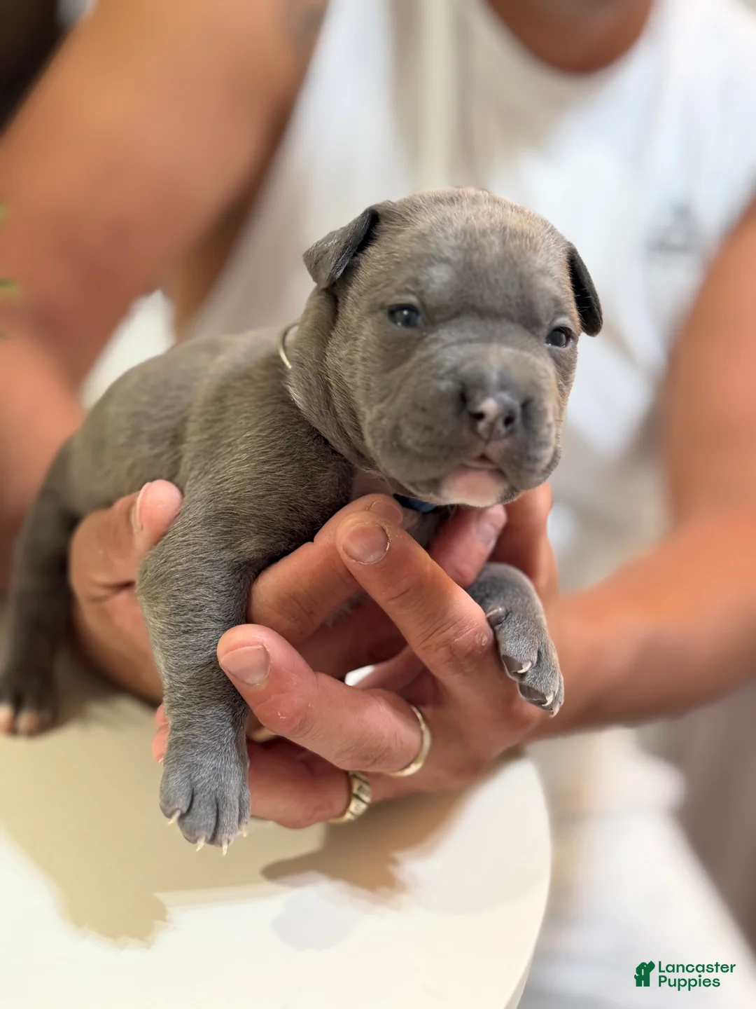 Mixed Breed dogs for sale: Dark blue collar - Ad 2