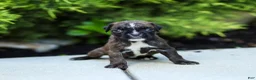 Boxer dogs for sale: Laney Boxer Puppy  - Ad 12