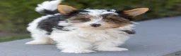 Biewer Terrier dogs for sale: Bennie Biewer Terrier  - Ad 9