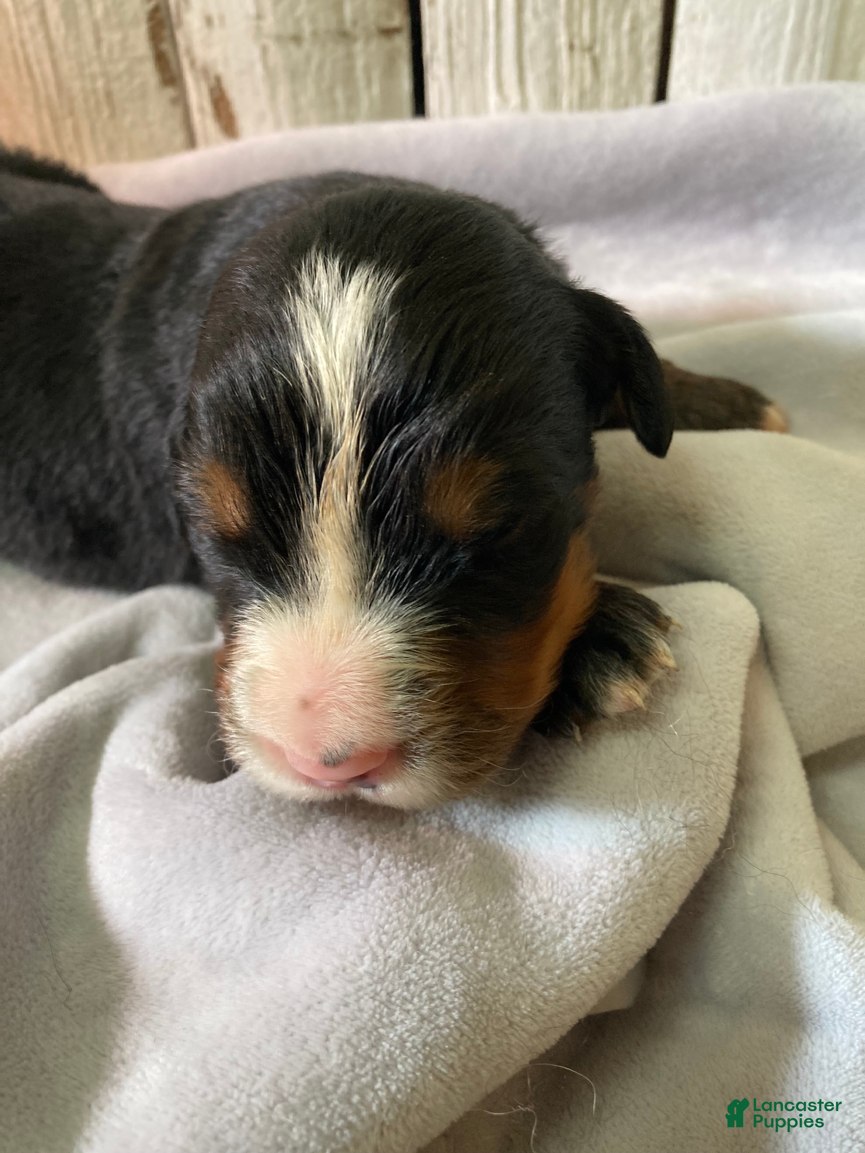 Bernese Mountain Dog dogs Bruiser - Ad 1