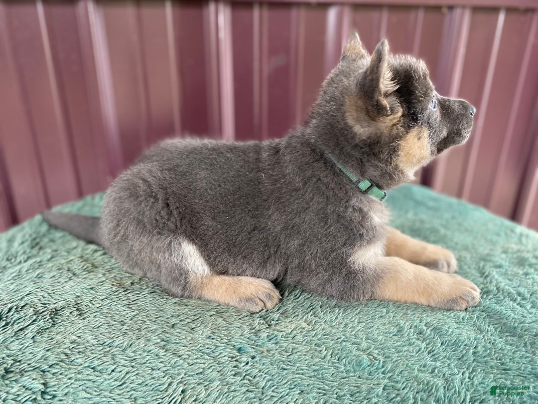 German Shepherd dogs for sale: German Shepherd Puppy 5 Bella - Ad 3