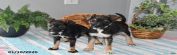 Mixed Breed dogs for sale: Torey - Ad 3