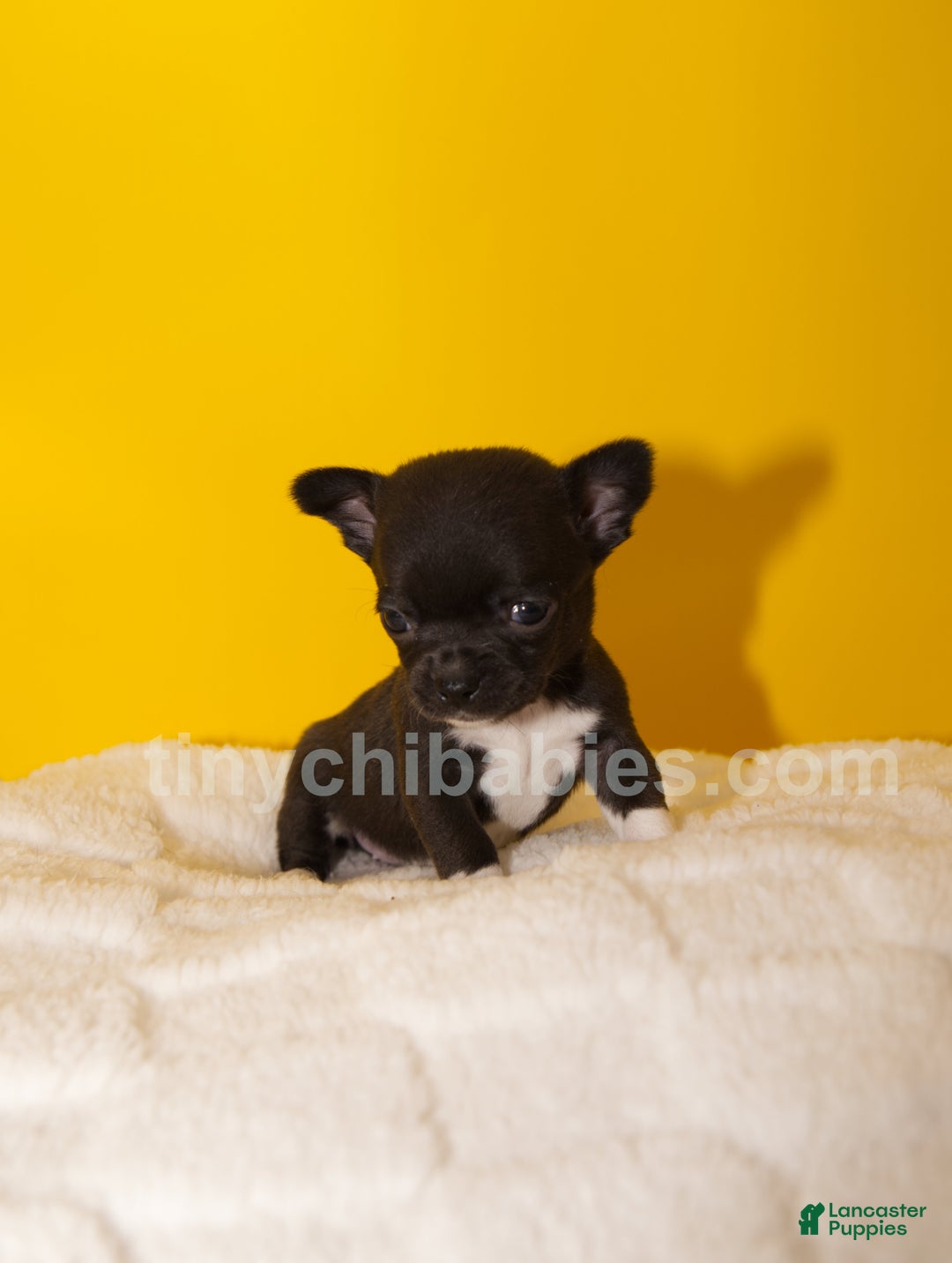 Chihuahua dogs for sale: Lola - Ad 1