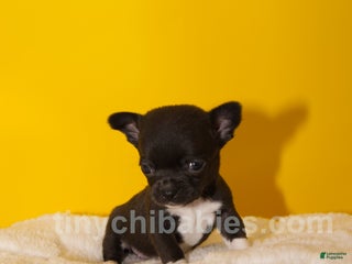 Chihuahua dogs Lola - Ad 23