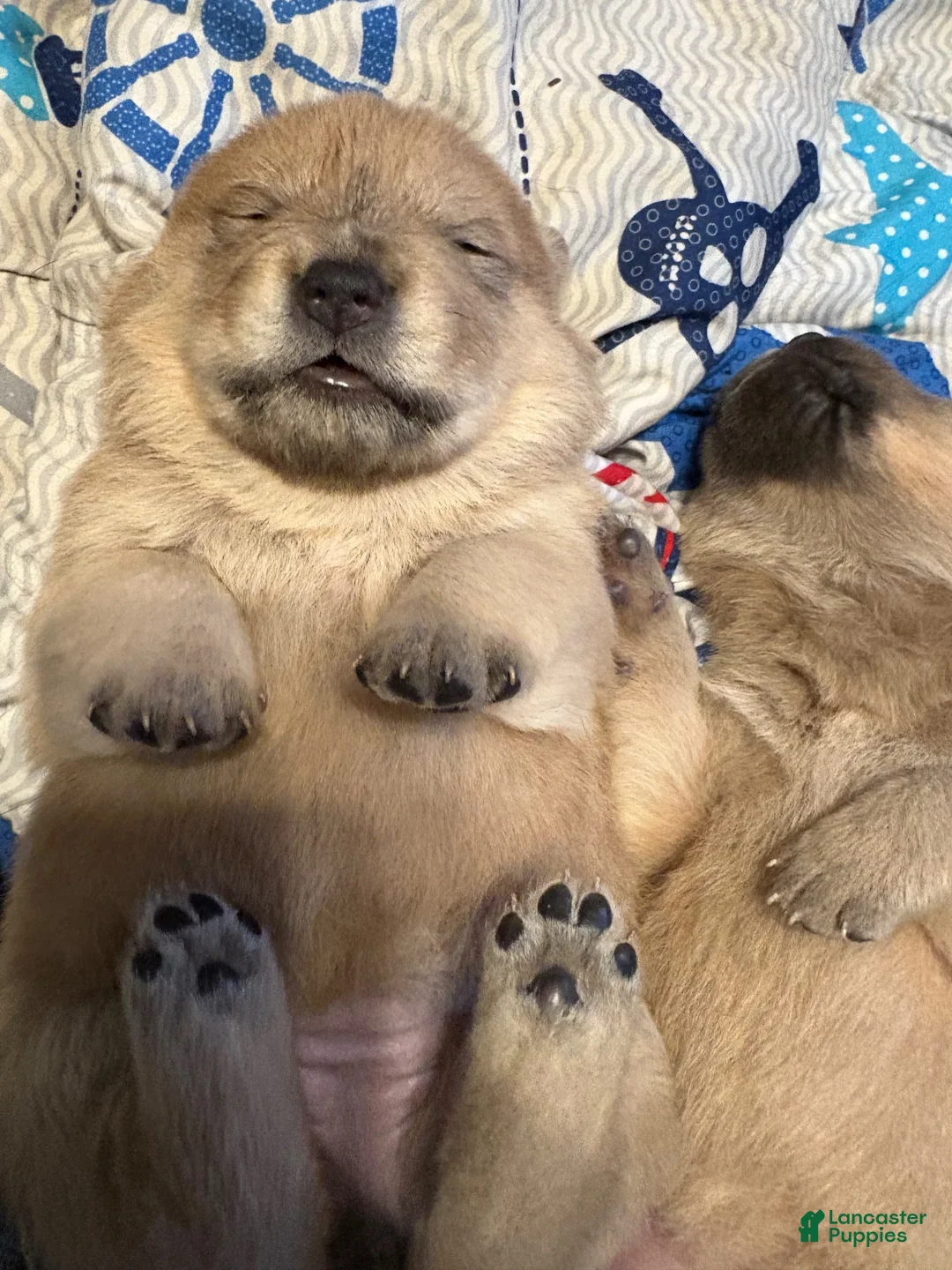 Mixed Breed dogs for sale: Sweetie - Ad 2