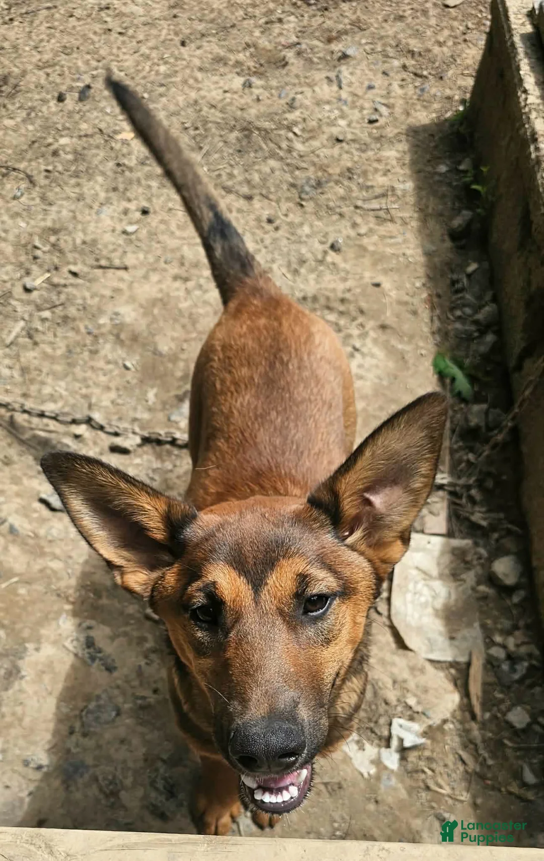 Mixed Breed dogs for sale: Mixed Breed Puppy 5 - Ad 2