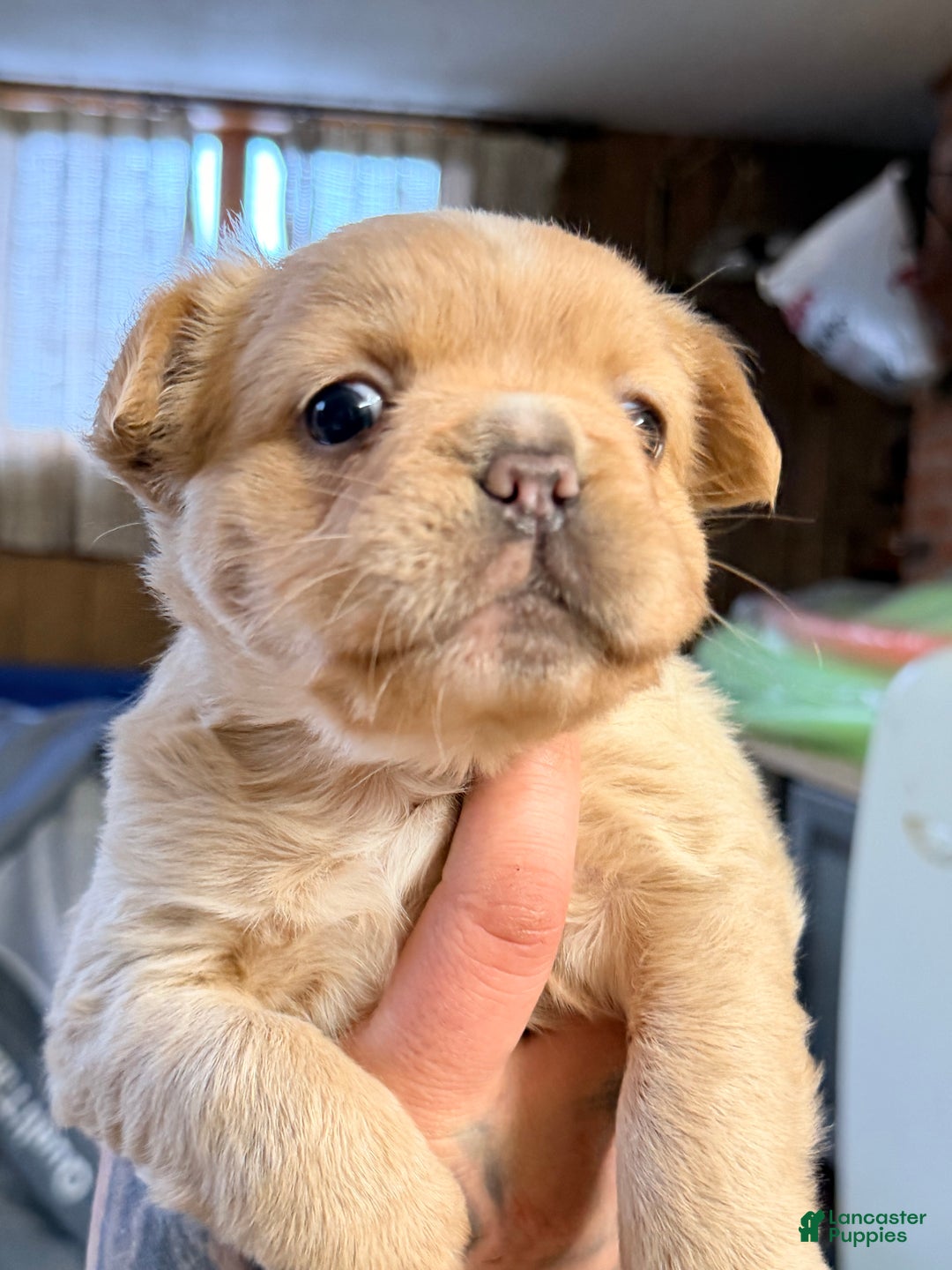 French Bulldog dogs for sale: French Bulldog Puppy 1 - Ad 7