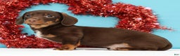 Miniature Dachshund dogs for sale: Kenny - Ad 2