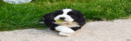 English Springer Spaniel dogs for sale: Onyx - Ad 2