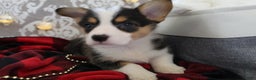 Welsh Corgi Pembroke dogs for sale: Jingles - Ad 10