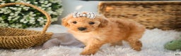 Miniature Poodle dogs for sale: Hailey - Ad 5