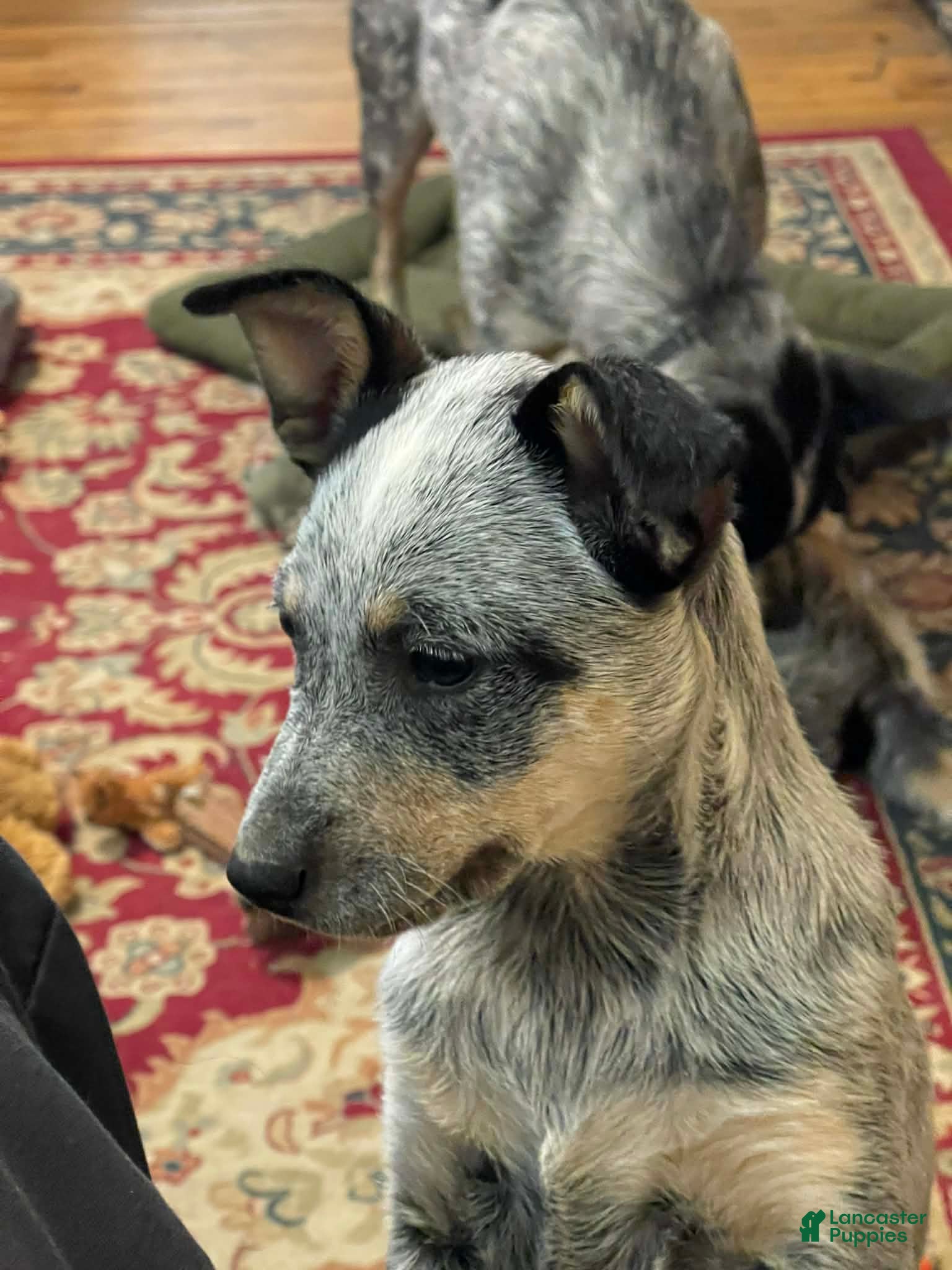 Australian Cattle Dog dogs Fancy - Ad 40