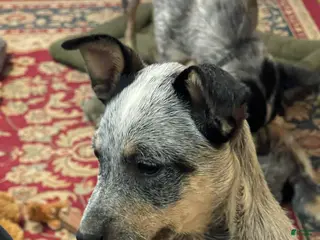 Australian Cattle Dog dogs Fancy - Ad 40