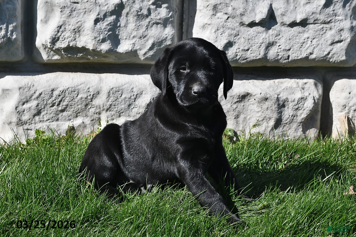 Labrador Retriever dogs Sadie - Ad 2