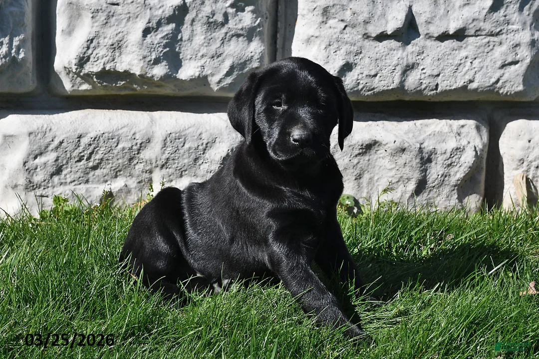 Labrador Retriever dogs for sale: Sadie - Ad 2