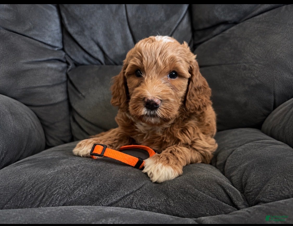 Mini Goldendoodle dogs Orange Collar - Ad 2