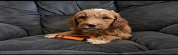 Mini Goldendoodle dogs for sale: Orange Collar - Ad 7