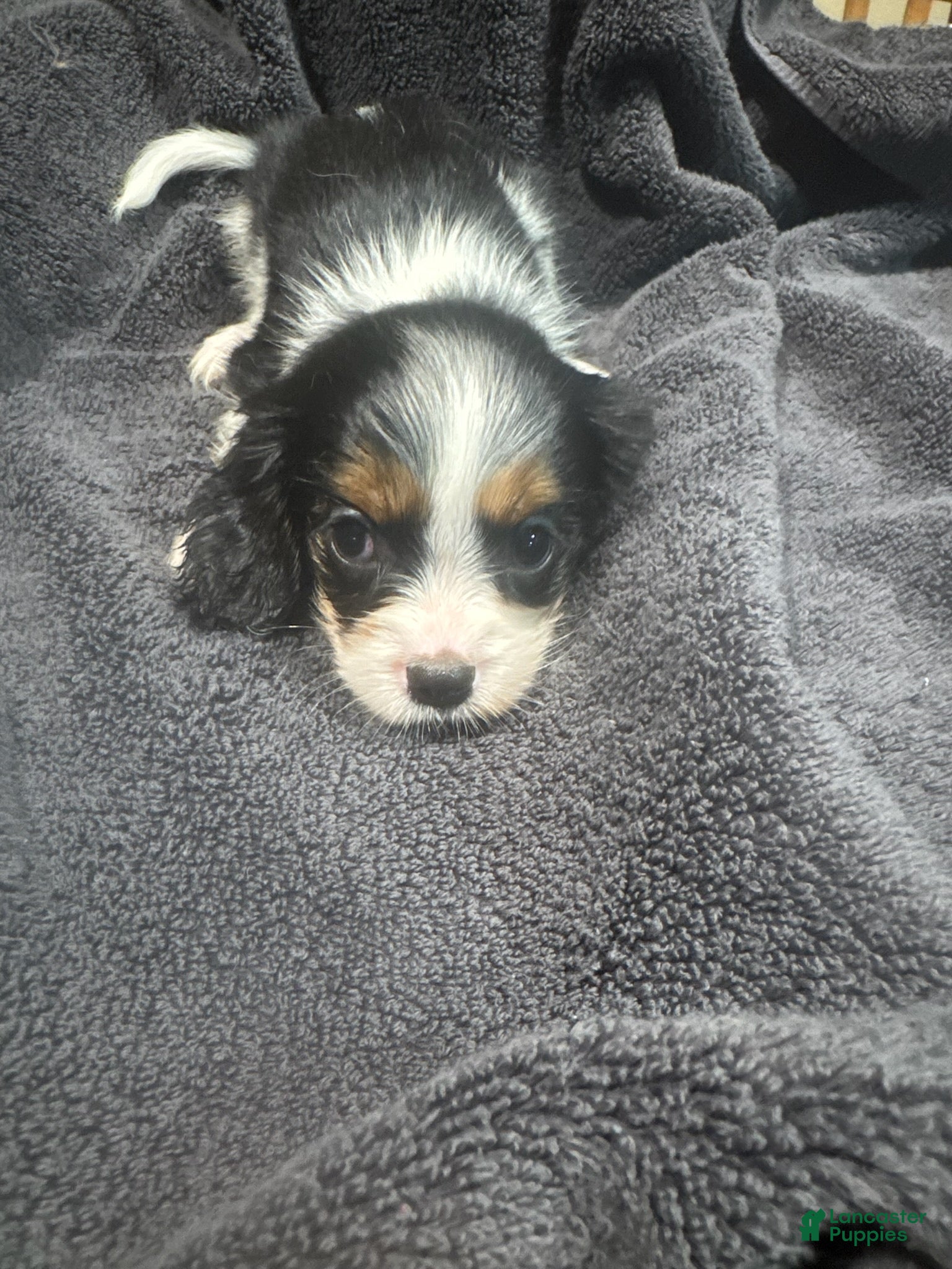 King Charles Spaniel dogs Boy 1  - Ad 1