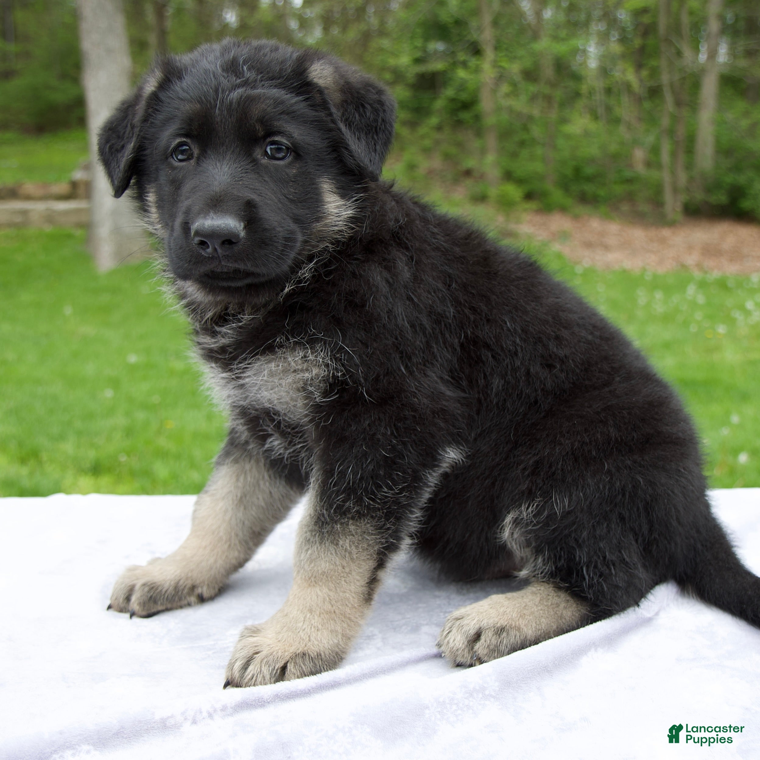 German Shepherd dogs Moon - Ad 1