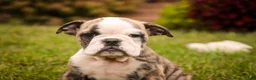 English Bulldog dogs for sale: Queen English Bulldog  - Ad 5