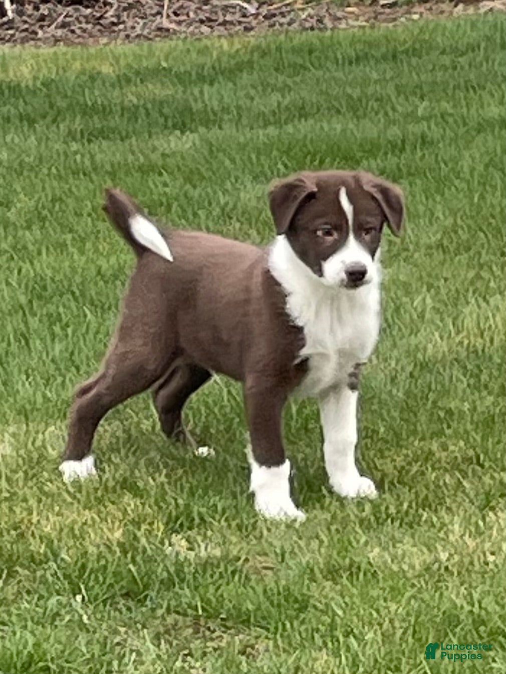Border Collie dogs Border Collie Puppy 2 Chase - Ad 2
