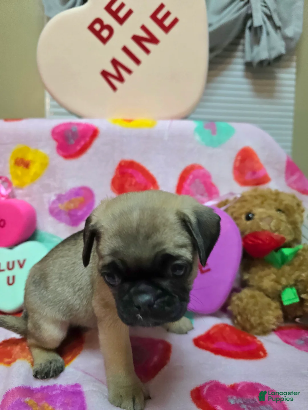 Pug dogs for sale: Angel - Ad 2