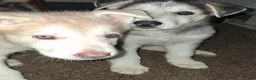 Gerberian Shepsky dogs for sale: Dash - Ad 4