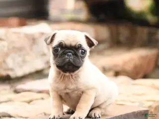 Pug dogs for sale: Max - Ad 2