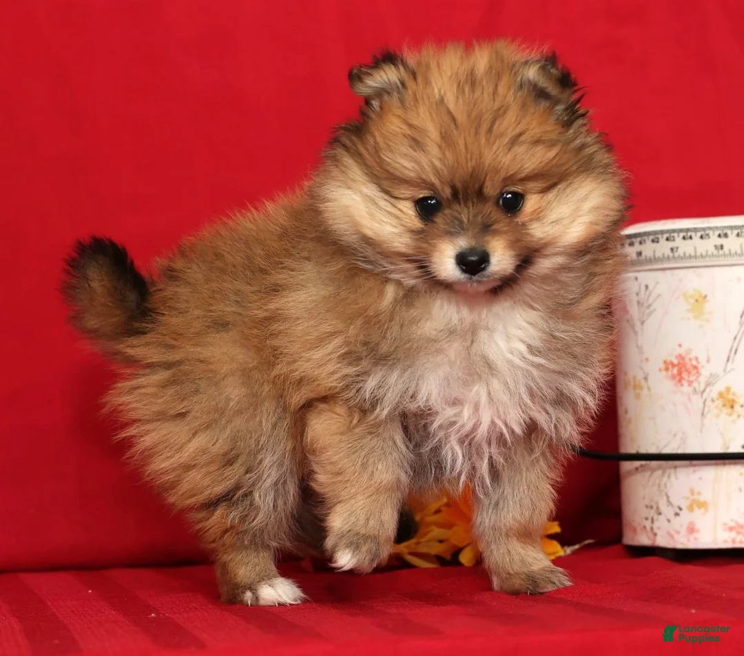 Pomeranian dogs for sale: Daisy - Ad 5