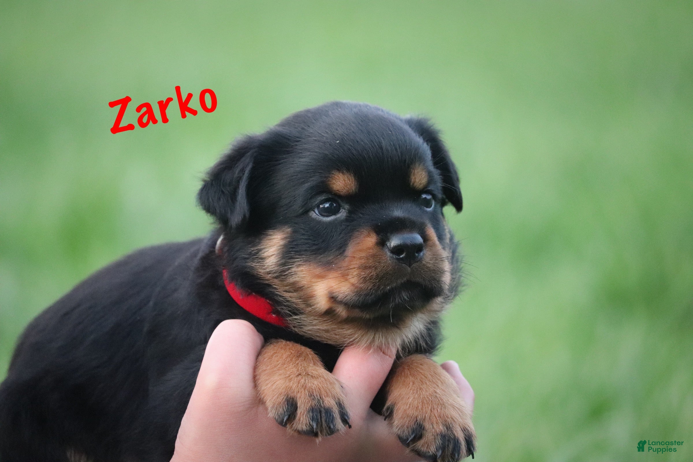 Rottweiler dogs Zarko w LONG TAIL  - Ad 1
