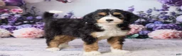 Bernedoodle dogs for sale: Lucy - Ad 3
