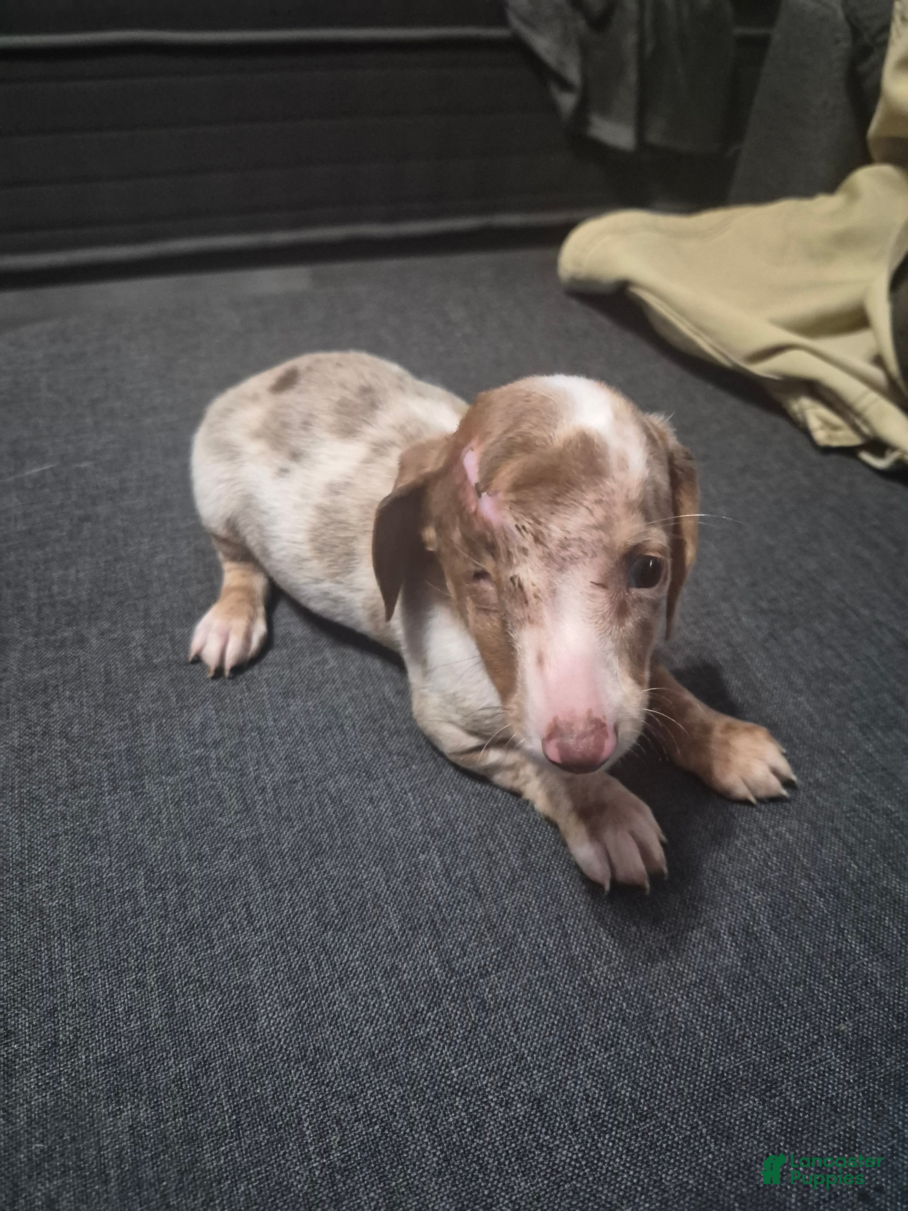 Dachshund dogs Dachshund Puppy 1 - Ad 1