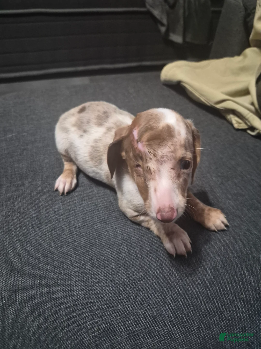 Dachshund dogs for sale: Dachshund Puppy 1 - Ad 1