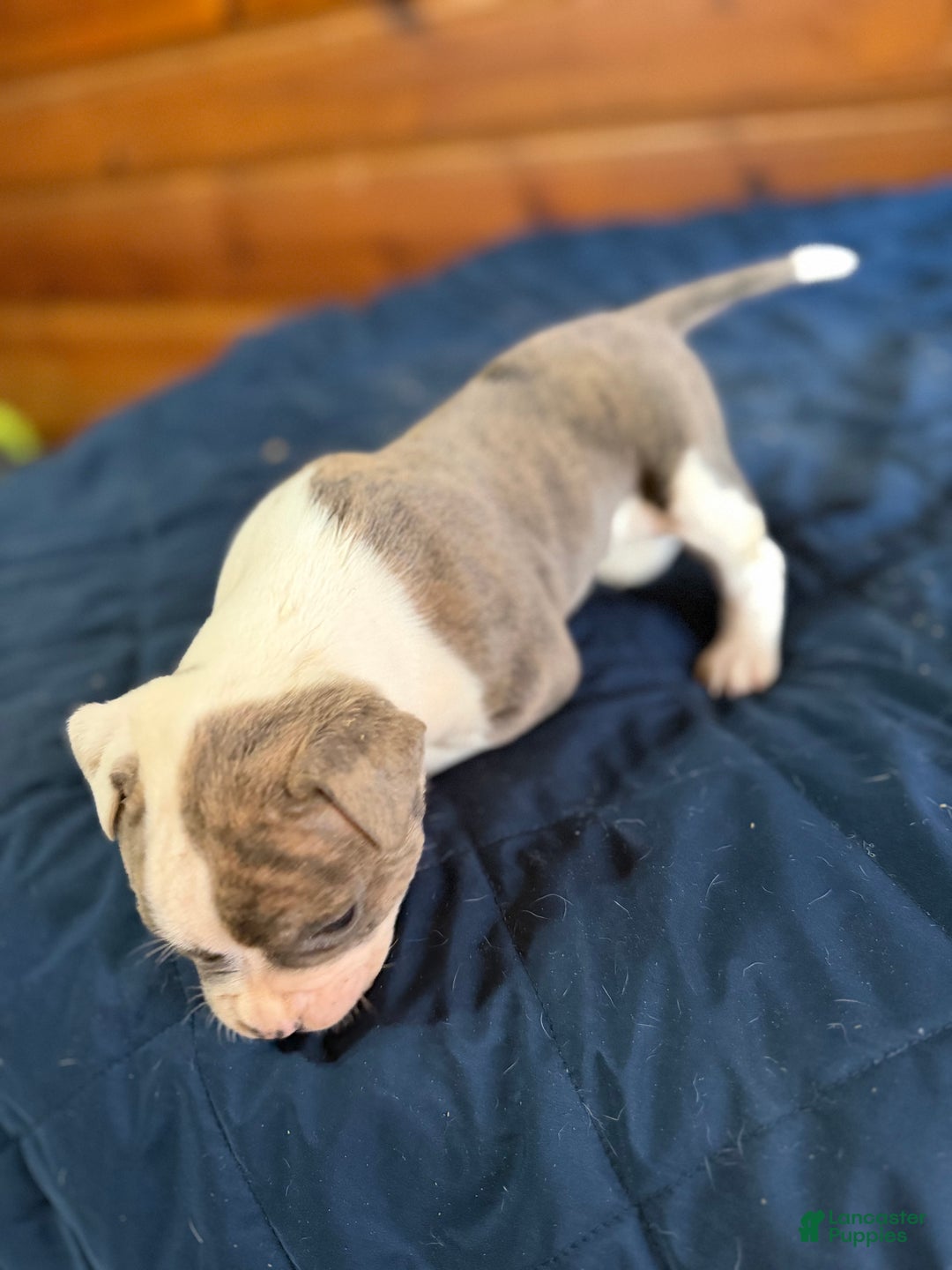 American Bulldog dogs for sale: Rocket - Ad 2
