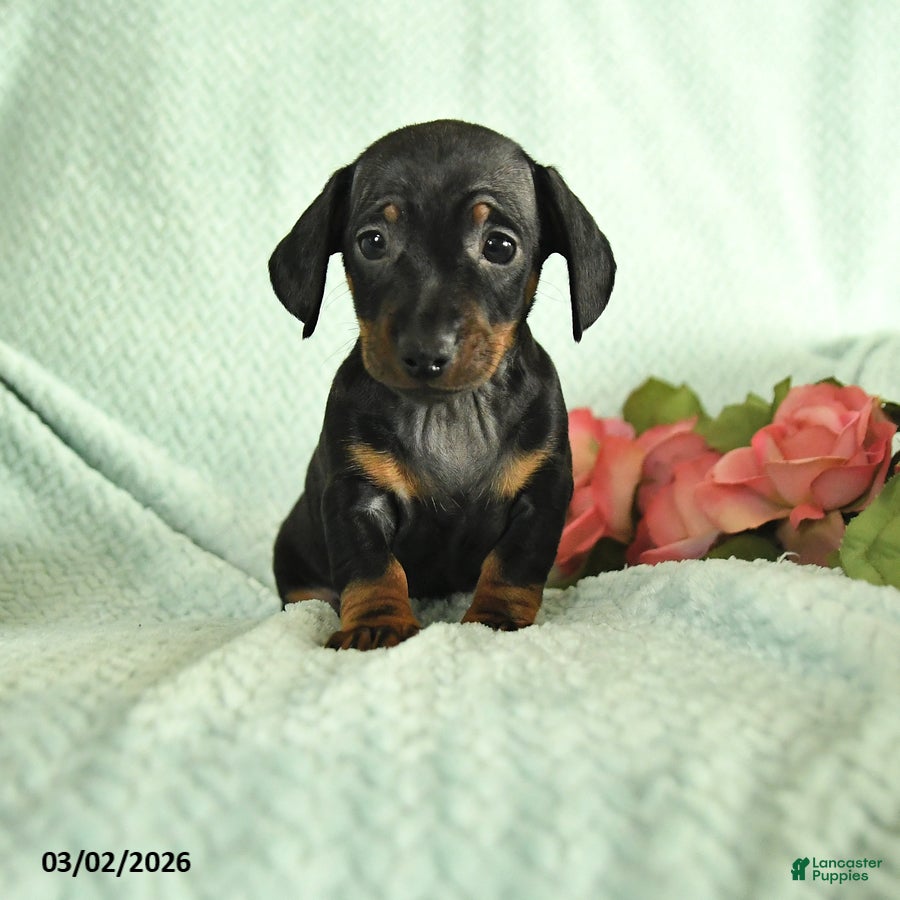 Dachshund dogs Gizmo - Ad 1