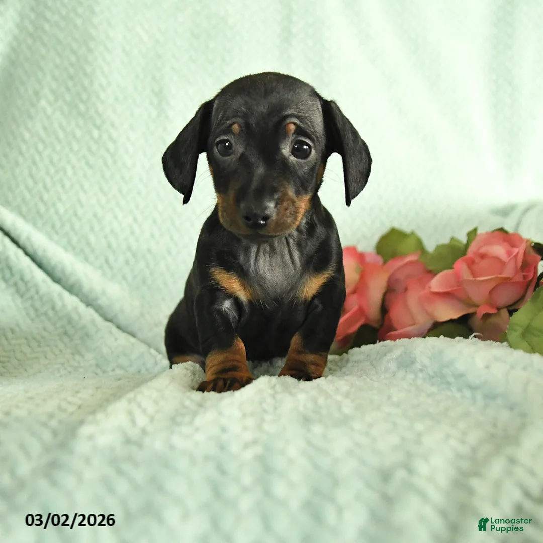 Dachshund dogs for sale: Gizmo - Ad 1