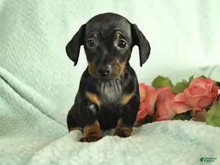 Miniature Dachshund dogs for sale: Gizmo - Ad 1