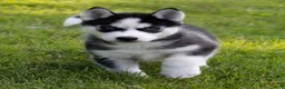 Siberian Husky dogs for sale: Donald - Ad 2