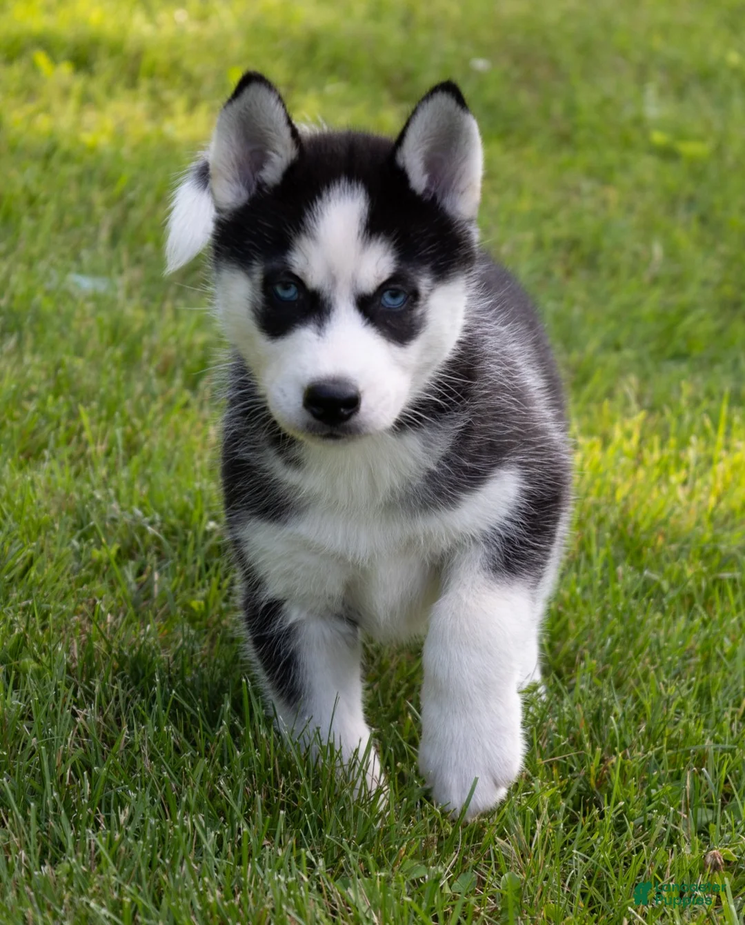 Siberian Husky dogs for sale: Donald - Ad 2