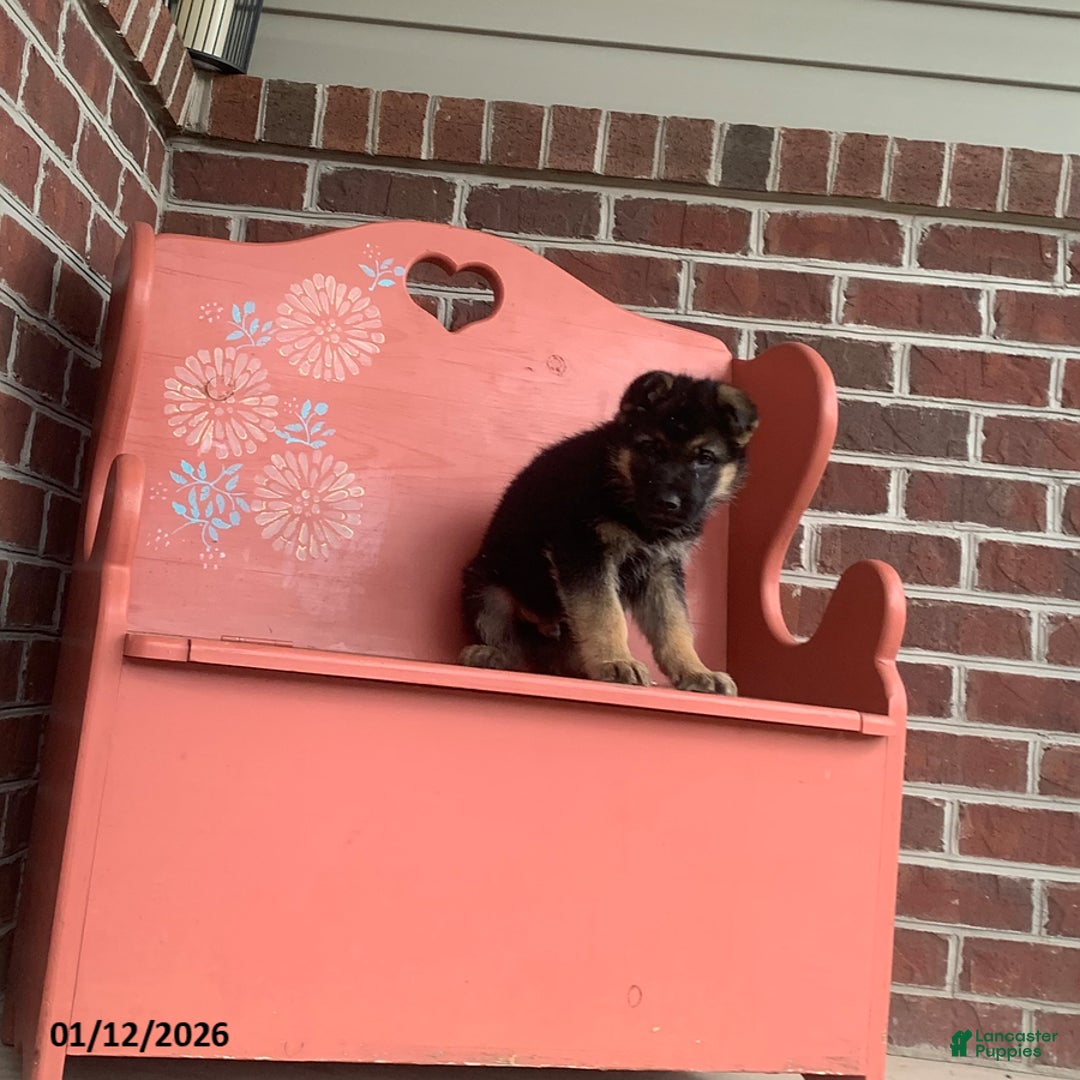 German Shepherd dogs for sale: Sammy - Ad 2