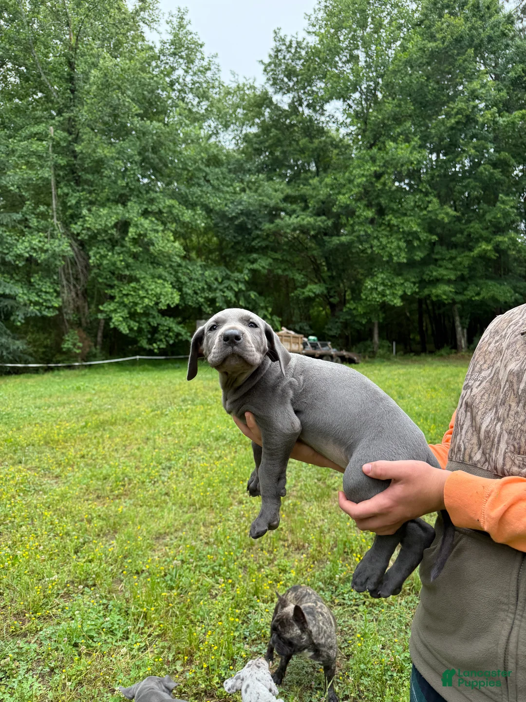 Great Dane dogs for sale: Great Dane Puppy 5 - Ad 1